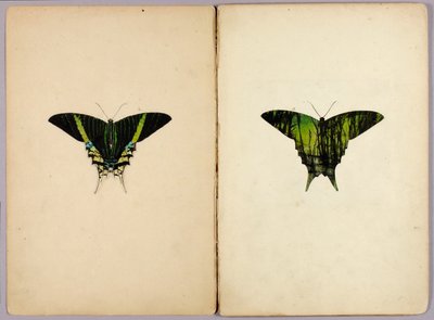 ウラニアガ、書籍『動物界における保護色』のための習作フォルダー 作： アボット・ハンダーソン・セイヤー