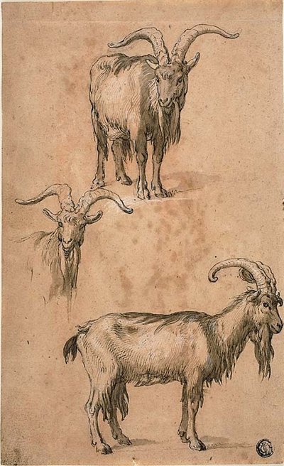 ヤギの 3 つのスケッチ (右) 立っている女性のドレープ (裏面) 作： Abraham Bloemaert