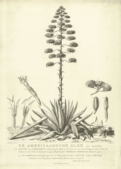 開花したアメリカンアロエ、1757年 クルシウスのアメリカのアロエ、またはリンネのリュウゼツラン (...) 1757 年の夏に咲いた Jac: Schuurmans Stkehooven、ライデンの花屋 (オブジェクトのタイトル) 作： Abraham Delfos