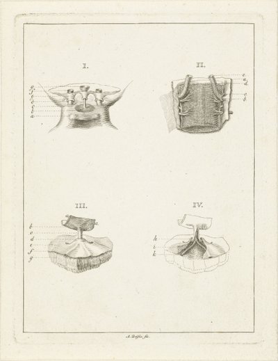 植物の断面 作： Abraham Delfos