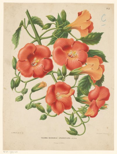 ビグノニア Tecoma (bignonia) grandiflora (オブジェクトのタイトル) 作： Abraham Jacobus Wendel