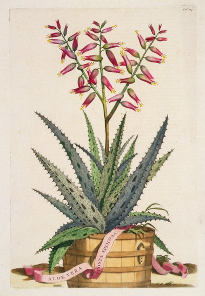 アロエ・ヴェラ・コスタ・スピノーサ（1702年発行の「Phytographia Curiosa」より）（彩色済み版画 作： Abraham Munting