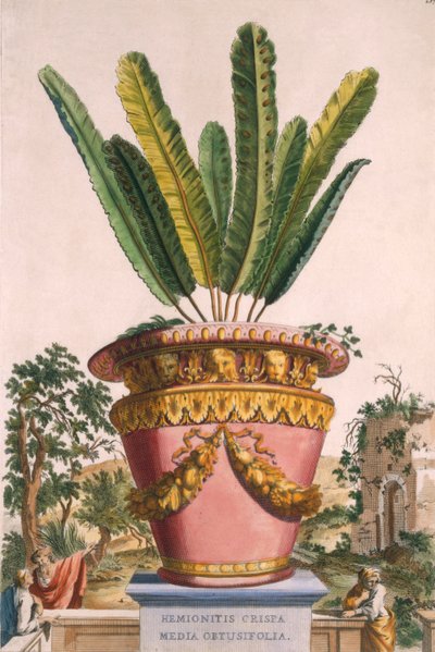 「フィトグラフィアキュリオサ」からのクリミア半島炎メディアObtusifolia、1702年公開 作： Abraham Munting