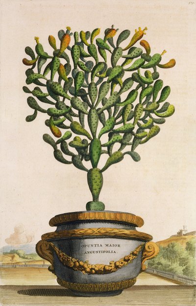 Phytographia CuriosaのOpuntia Maior Augustifoliaが1702年に公開 作： Abraham Munting