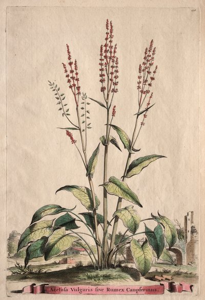 Phytographia Curiosa: Acetosa Vulgaris sive Rumex Canpferinus 作： Abraham Munting