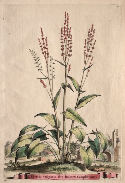 Phytographia Curiosa：尋常性アセトバは、Rumex Canpferinusに属します。 作： Abraham Munting