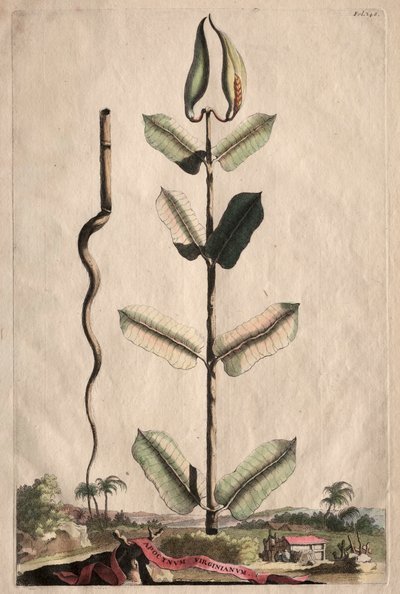 Phytographia curious：SPREADING Virginianum。 作： Abraham Munting