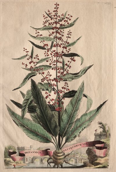 好奇心旺盛なフィトグラフィア：イギリスの古代の真実。 作： Abraham Munting