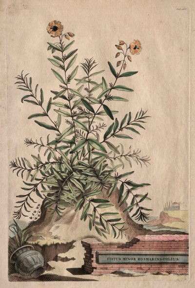 興味深い植物学：Cistus Minor Rosemary-Leaf 作： Abraham Munting