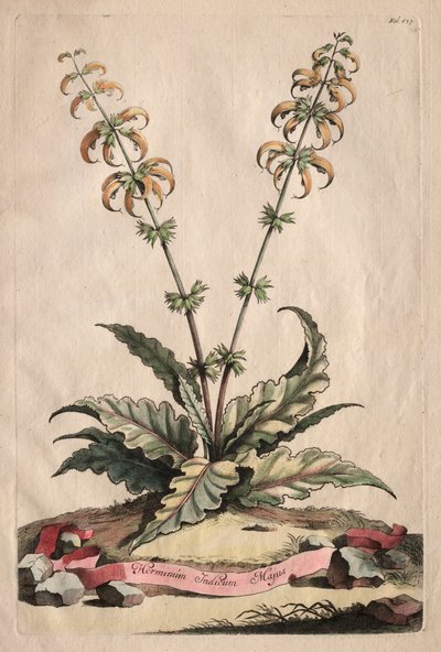 Phytographia Curiosa: 主要なインド ホルミナム 作： Abraham Munting