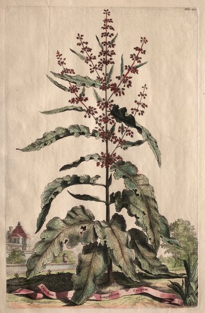 興味深い植物学: Lapathum Longifolium Curlum 作： Abraham Munting