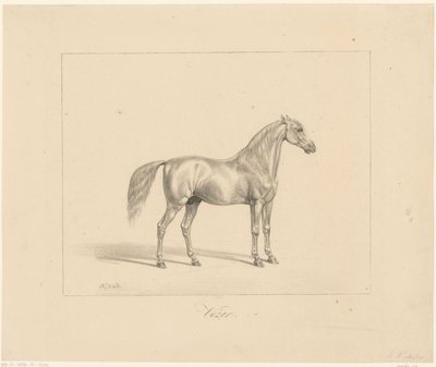 アラビア種牡馬 Vézir (オブジェクトのタイトル) 作： Abraham Vinkeles