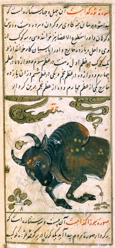 星座：雄牛、牡牛座、Talim dar marifat i taqvuim、1498（903ヒジュラ） 作： Abu Jafar al Tabari