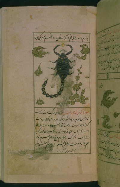 星座：蠍座、サソリ、Talim dar marifat i taqvuim、1498（903 Hijra）（インク） 作： Abu Jafar al Tabari