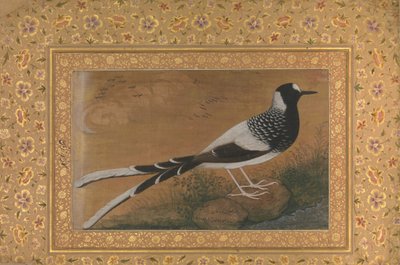 斑点のあるフォークテール、シャー ジャハーン アルバムのフォリオ、直訳: ca. 1610-15年、その逆。 1540年。 作： Abu al Hasan