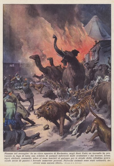 動物園の炎！ 作： Achille Beltrame
