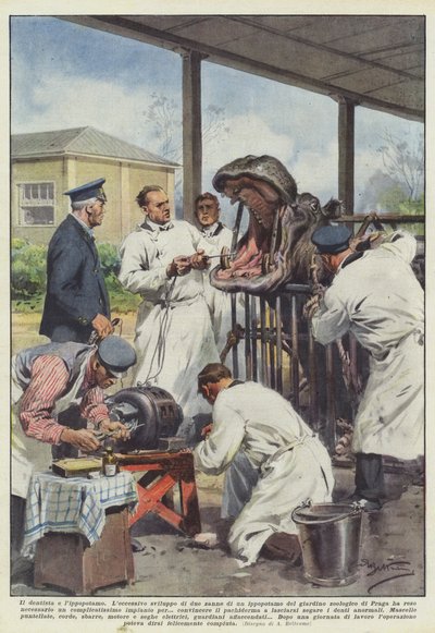 歯科医とカバ 作： Achille Beltrame