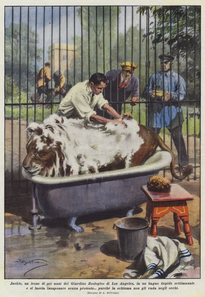 ぬるい風呂に入っている、ロサンゼルス動物園の6歳のライオン、ジャッキー？ 作： Achille Beltrame