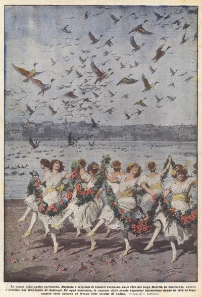 野生のカモのダンス 作： Achille Beltrame