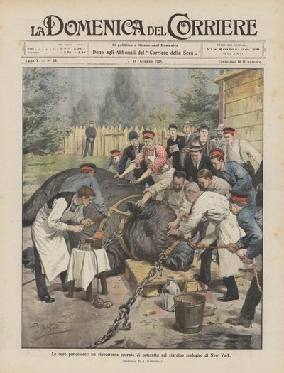 危険な治療法、ニューヨーク動物園の白内障手術サイ 作： Achille Beltrame