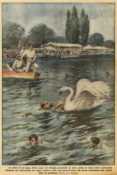 白鳥の怒り 作： Achille Beltrame