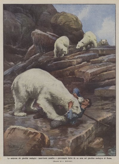 動物園の驚き、襲撃者の襲撃、クマによる深刻な負傷？ 作： Achille Beltrame