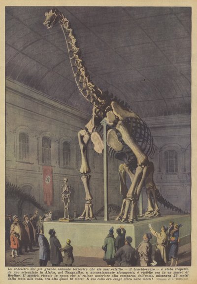 今まで存在した最大の陸上動物、ブラキオサウルスの骨格？ 作： Achille Beltrame