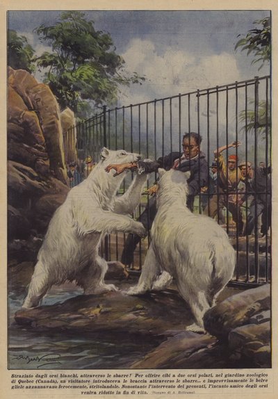 バーを介して、白クマに傷ついた！ 作： Achille Beltrame