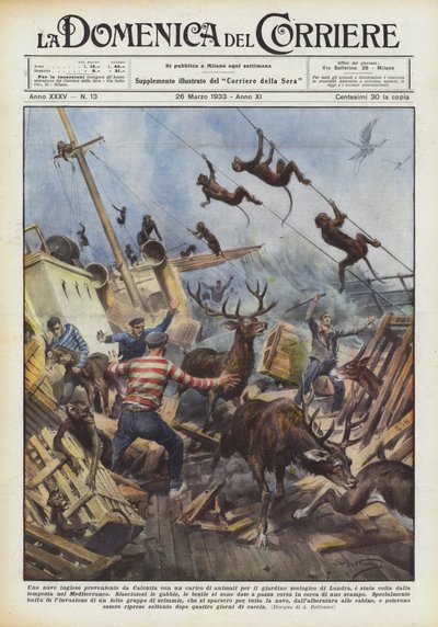 動物園のためにたくさんの動物を運ぶカルカッタからのイギリスの船？ 作： Achille Beltrame