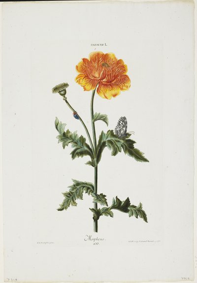 Papauer I. 106. Horphes Nitidissimisからのモーフィアス、1773年（手描きの彫刻） 作： Adam Louis Wirsing