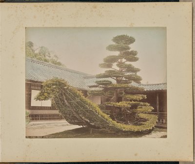 金閣寺の松 作： Adolfo Farsari