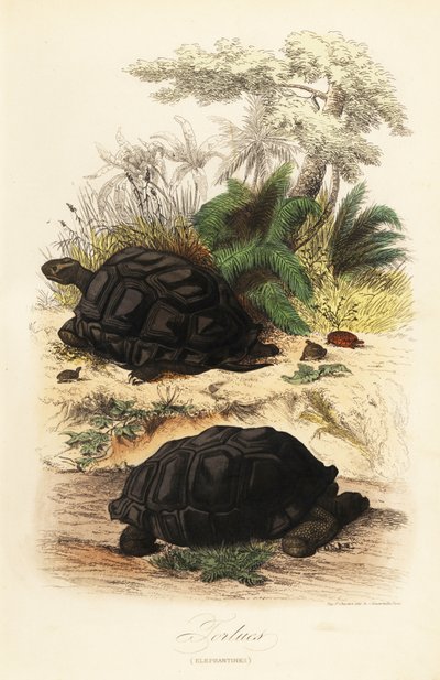 アルダブラゾウガメ、Aldabrachelys gigantea、脆弱 作： Adolph (after) Fries