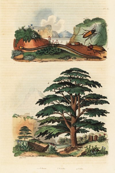 レバノン杉、二列のアシナガバチとクリックビートル、1834-1839 (彫刻) 作： Adolph (after) Fries