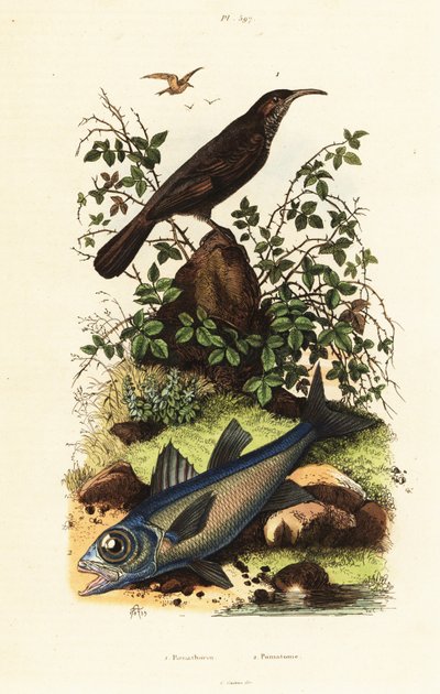 灰色の戴冠させたバブラーと黒の枢機卿の魚。 作： Adolph (after) Fries