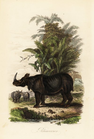 インドサイ、Rhinoceros unicornis、脆弱 作： Adolph (after) Fries