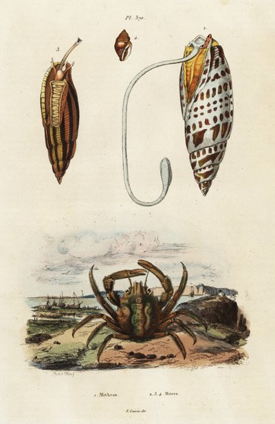 マイター シェルと緑のしがみつくカニ、1834-1839 (彫刻) 作： Adolph (after) Fries