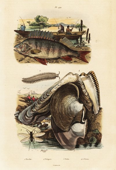 パーチ、アコヤガイ、ベルベット ワーム、クサカゲロウ、1834-1839 年 (彫刻) 作： Adolph (after) Fries