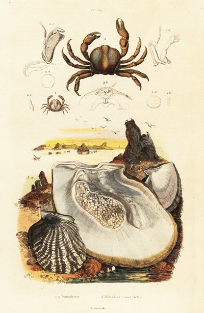 カニとアコヤガイ、1834-1839 (彫刻) 作： Adolph (after) Fries