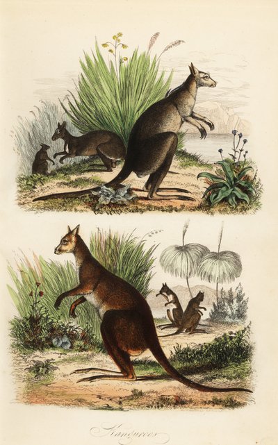 レッド カンガルー、Macropus rufus (下)、イースタン グレイ カンガルー、Macropus giganteus (右上)、ダスキー ワラビー、Thylogale brunii (左上) 作： Adolph (after) Fries