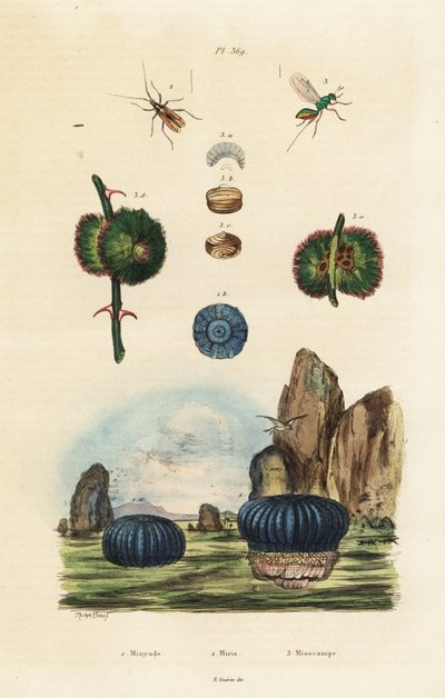 イソギンチャクと昆虫、1834-1839 (彫刻) 作： Adolph (after) Fries
