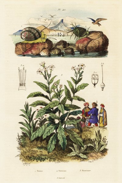 海のカタツムリとタバコ。 ,1834-1839 (彫刻) 作： Adolph (after) Fries
