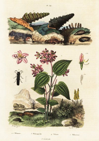 トランペットのカタツムリ、兵士のカブトムシ、クリデミア、1834-1839 (彫刻) 作： Adolph (after) Fries