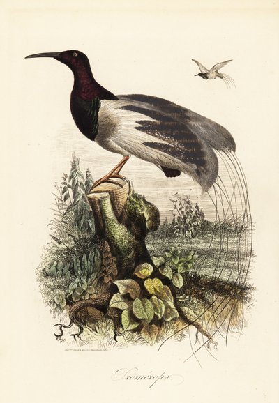 12 線の極楽鳥、Seleucidis melanoleucus 作： Adolph (after) Fries