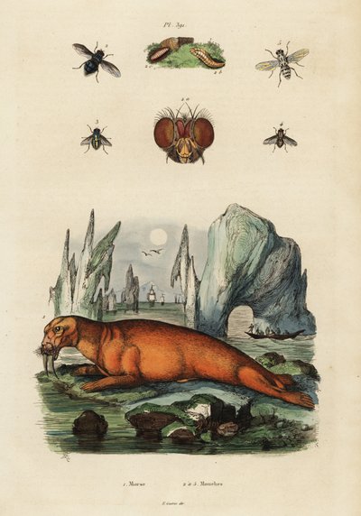セイウチとハエ。 ,1834-1839 (彫刻) 作： Adolph (after) Fries