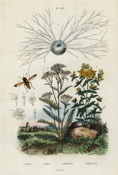 ノコギリソウ、セントジョンズワート、有孔虫、ハナアブ、1834-1839 (彫刻) 作： Adolph (after) Fries