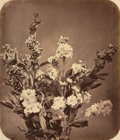 ブーケc。 1855。 作： Adolphe Braun