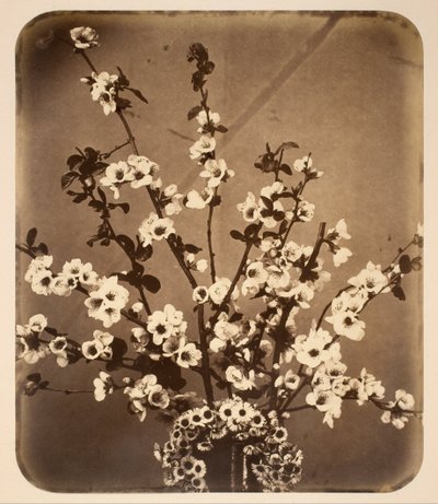 花の静物 作： Adolphe Braun