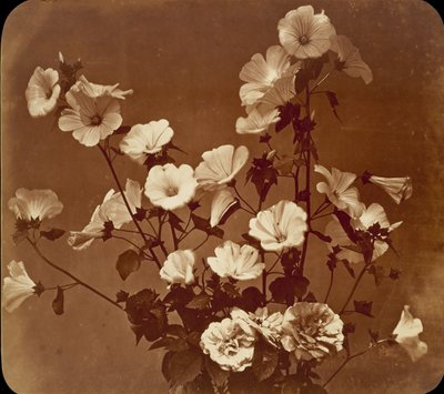 [花の研究、ムクゲのバラ]、約。 1854年。 作： Adolphe Braun