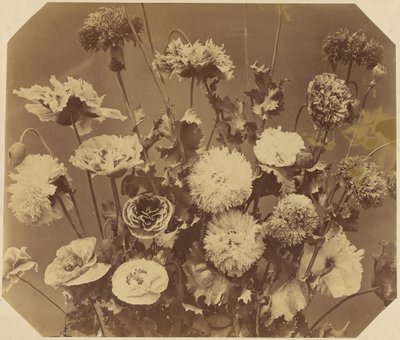 [花] 作： Adolphe Braun