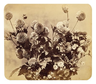 無題 作： Adolphe Braun